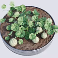 Growing Striped Melon Plants in Circular Metal Pot with Green Leaves and Small Fruits