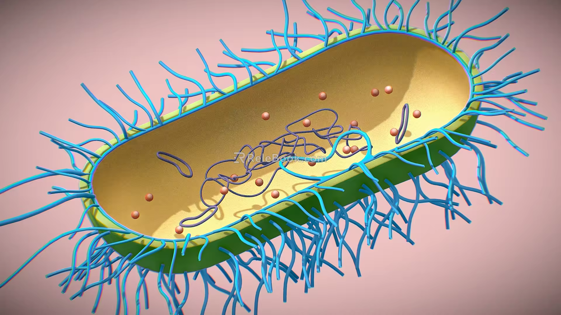 cells bacteria eukaryotes unicellular microorganisms 3d model
