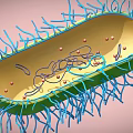 cells bacteria eukaryotes unicellular microorganisms 3d model