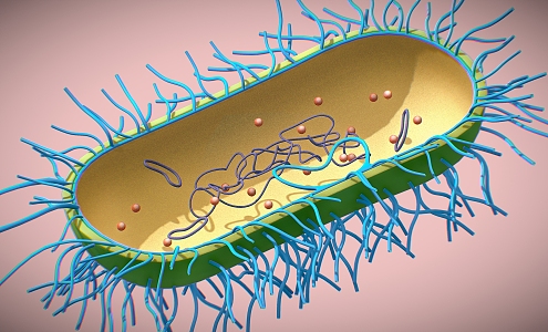 cells bacteria eukaryotes unicellular microorganisms 3d model