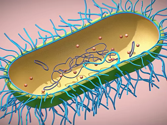 cells bacteria eukaryotes unicellular microorganisms 3d model