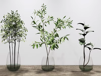 Three Transparent Glass Vases With Green Plants On Wooden Table Against White Wall 3d model