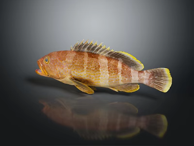 Vibrant Brown And Yellow Striped Aquatic Fish With Fins And Reflection On Dark Background 3d model
