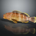 Vibrant Brown And Yellow Striped Aquatic Fish With Fins And Reflection On Dark Background