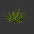 Red and Black Ladybug Crawling on Green Grass Blades in Natural Outdoor Setting