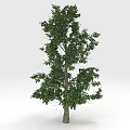 Healthy Green Tree With Lush Green Leaves And Brown Trunk Against White Background