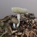 Wild Mushroom Vegetable Growing Among Fallen Leaves And Twigs On Forest Floor