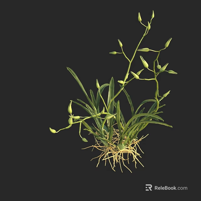 Green Flowering Plant With Slender Stems Leaves Flower Buds And Exposed Roots On Black Background 3d model 