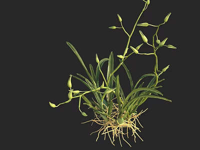 Green Flowering Plant With Slender Stems Leaves Flower Buds And Exposed Roots On Black Background 3d model