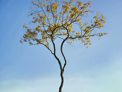 Tall Curved Trunk Tree With Vibrant Yellow Leaves Under Blue Sky 3d model