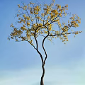 Tall Curved Trunk Tree With Vibrant Yellow Leaves Under Blue Sky