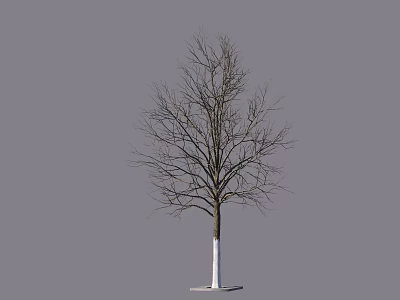 Single Leafless Tree With White Trunk Base Isolated On Gray Background 3d model
