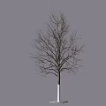 Single Leafless Tree With White Trunk Base Isolated On Gray Background 3d model
