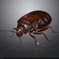 Shiny Red Brown Beetle With Glossy Exoskeleton Long Legs And Antennae On Dark Surface