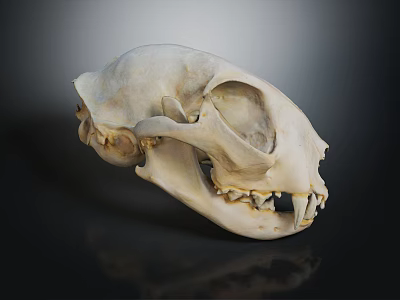 Detailed Animal Skull With White Skeletal Features And Sharp Teeth On Dark Background 3d model
