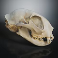 Detailed Animal Skull With White Skeletal Features And Sharp Teeth On Dark Background
