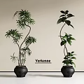Two Elegant Bonsai Potted Plants With Slender Trunks Black Ceramic Pots And Different Leaf Shapes