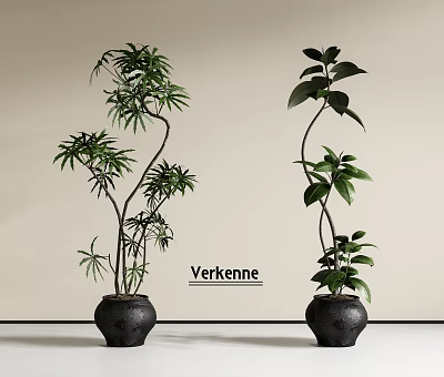 Two Elegant Bonsai Potted Plants With Slender Trunks Black Ceramic Pots And Different Leaf Shapes 3d model