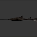 Realistic Long Snouted Shark Model With Serrated Teeth Scientific Display Equipment