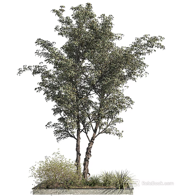 Tall Arbor With Lush Green Foliage And Strong Trunk In Natural Growth 3d model 