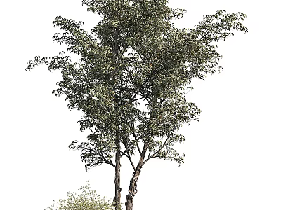 Tall Arbor With Lush Green Foliage And Strong Trunk In Natural Growth 3d model