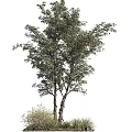 Tall Arbor With Lush Green Foliage And Strong Trunk In Natural Growth