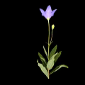 Modern Platycodon grandiflorum 3d model