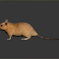 Orange Mouse With Large Ears White Paws And Black Eyes On Dark Background