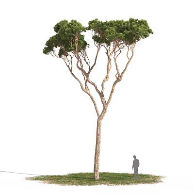 Tall Arbor Tree With Thick Trunk Lush Green Foliage And Human Figure For Size Comparison 3d model
