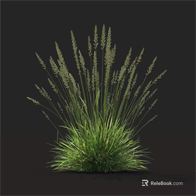 Lush Green Herbaceous Plant With Slender Stems And Spike Like Inflorescences On Black Background 3d model 