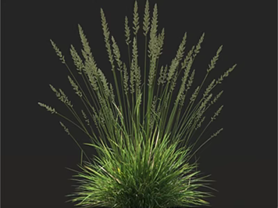 Lush Green Herbaceous Plant With Slender Stems And Spike Like Inflorescences On Black Background 3d model