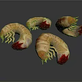 Four Segmented Larvae With Yellowish White Body And Red Tail On White Background