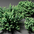 Lush Green Garden Shrubs With Dense Foliage And Various Sizes For Landscaping