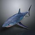 Realistic Blue Shark 3D Model With Sharp Teeth And Gray Gradient Background