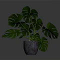Monstera Plant With Large Green Split Leaves In Gray Concrete Pot For Indoor Decoration