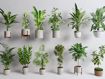 Various Indoor Potted Plants in Stylish Planters on Wall Shelves 3d model