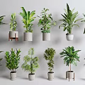 Various Indoor Potted Plants in Stylish Planters on Wall Shelves