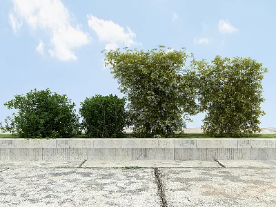 Healthy Lush Green Shrubs Growing Near Concrete Wall On Paved Ground Under Blue Sky 3d model