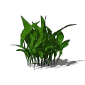 Vibrant Green Shrub With Lush Leaves For Garden Landscaping Design