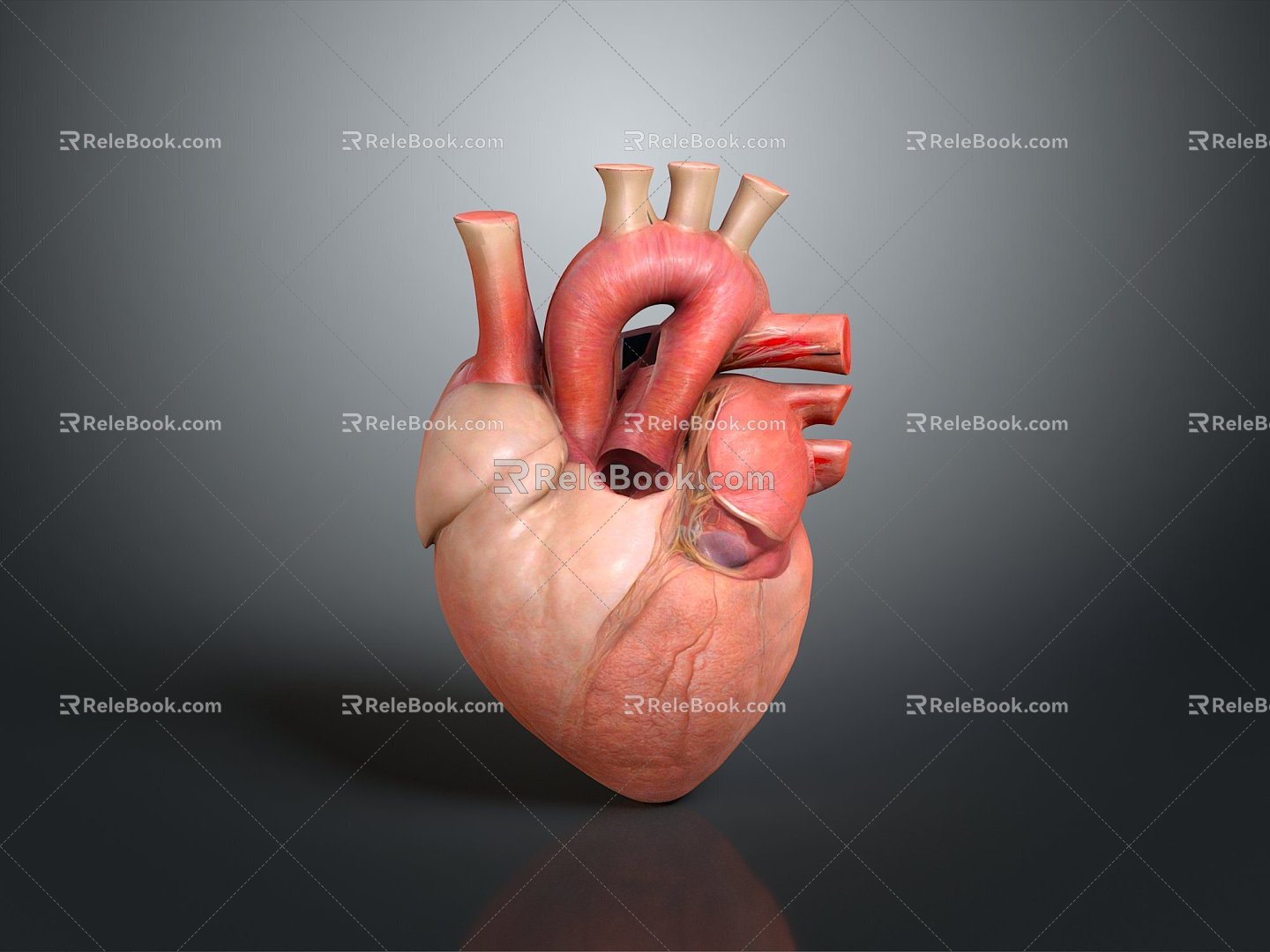 Heart Heart Human Heart Heart Anatomical Organs Human Organs Human Body 3d model