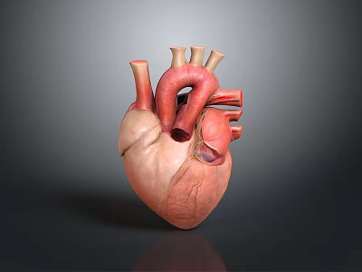 Detailed 3D Anatomical Heart Model As Medical Device For Educational Training 3d model