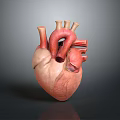 Detailed 3D Anatomical Heart Model As Medical Device For Educational Training