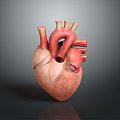 Heart Heart Human Heart Heart Anatomical Organs Human Organs Human Body 3d model