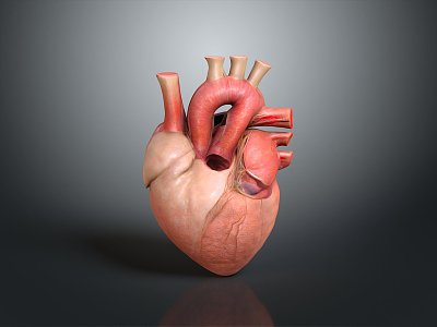 Heart Human Heart Anatomical Organs Human Organs Human Body 3d model