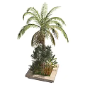 Indoor Decorative Bonsai and Potted Plants With Palm Olive Tree and Greenery Arrangement