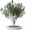 Landscape tree peach tree pool 3d model