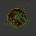 Potted Green Plant With Slender Branches In Terracotta Pot On Gray Background