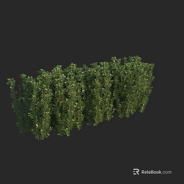 Trimmed Evergreen Shrubs As Garden Hedge With Lush Green Foliage 3d model 
