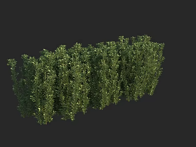 Trimmed Evergreen Shrubs As Garden Hedge With Lush Green Foliage 3d model
