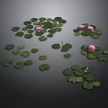 Small Green Frog Resting On Lotus Leaf With Pink Flowers Black Background